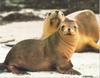 Sea Lion (Otariidae)