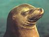 Sea Lion (Otariidae)