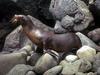 Sea Lion (Otariidae)