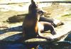 California Sea Lion (Zalophus californianus)