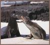 California Sea Lion (Zalophus californianus)