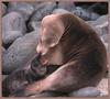 California Sea Lion (Zalophus californianus)