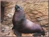 Steller Sea Lion (Eumetopias jubatus)