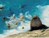 Steller Sea Lion (Eumetopias jubatus)