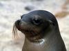 California Sea Lion (Zalophus californianus)