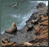 Steller Sea Lion group (Eumetopias jubatus)