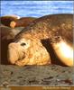 Elephant Seal (Mirounga sp.)