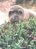 Elephant Seal (Mirounga sp.)