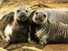 Elephant Seal (Mirounga sp.)