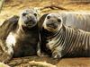 Elephant Seal (Mirounga sp.)