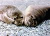 Northern Elephant Seal (Mirounga angustirostris)