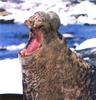 Northern Elephant Seal (Mirounga angustirostris)