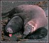 Northern Elephant Seal (Mirounga angustirostris)