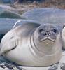 Southern Elephant Seal (Mirounga leonina)