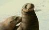 Fur Seal (Otariidae)
