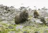 Fur Seal (Otariidae)