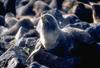 Fur Seal (Otariidae)