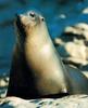 Fur Seal (Otariidae)