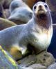 Northern Fur Seal (Callorhinus ursinus)