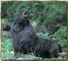 Northern Fur Seal (Callorhinus ursinus)