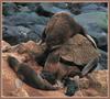 Northern Fur Seal (Callorhinus ursinus)