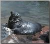 Grey Seal (Halichoerus grypus)