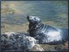 Grey Seal (Halichoerus grypus)