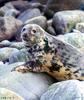 Grey Seal (Halichoerus grypus)