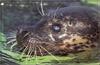 Grey Seal (Halichoerus grypus)