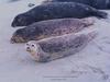 Harbor Seal (Phoca vitulina)