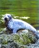 Harbor Seal (Phoca vitulina)