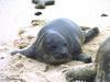 Harbor Seal (Phoca vitulina)