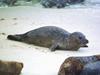 Harbor Seal (Phoca vitulina)