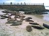 Harbor Seal (Phoca vitulina)