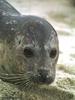 Harbor Seal (Phoca vitulina)