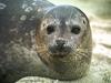 Harbor Seal (Phoca vitulina)