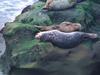 Harbor Seal (Phoca vitulina)