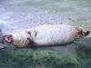 Harbor Seal (Phoca vitulina)