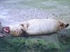 Harbor Seal (Phoca vitulina)