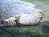 Harbor Seal (Phoca vitulina)