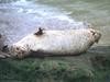 Harbor Seal (Phoca vitulina)