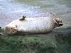 Harbor Seal (Phoca vitulina)