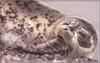 Harbor Seal (Phoca vitulina)