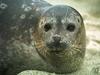 Harbor Seal (Phoca vitulina)