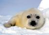 Harp Seal pup (Phoca groenlandica)