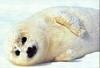 Harp Seal pup (Phoca groenlandica)