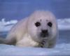 Harp Seal pup (Phoca groenlandica)