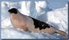 Harp Seal (Phoca groenlandica)