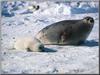 Harp Seal pup (Phoca groenlandica)