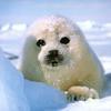 Harp Seal pup (Phoca groenlandica)